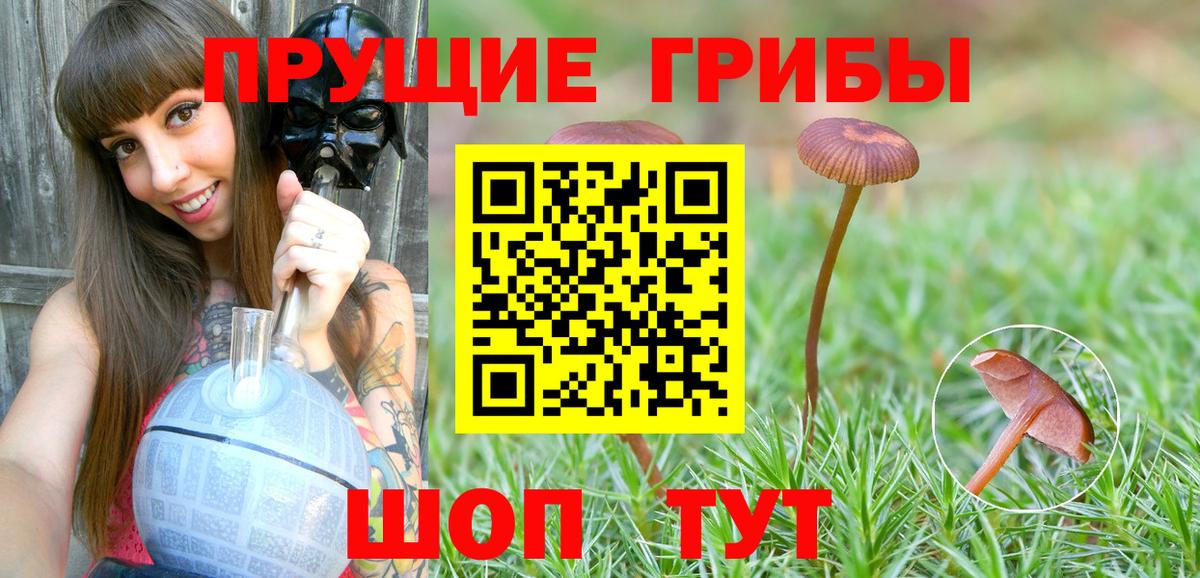 Псилоцибиновые грибы Cubensis Элиста